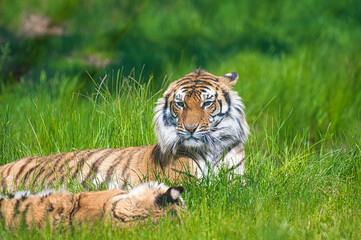 tigre