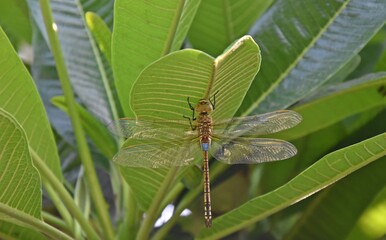 blue dragonfly on a leaf