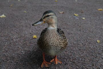 smiling duck