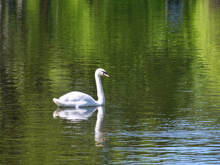 Beautiful lone white swan swimming in a pond