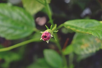 Beautiful nature