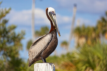Portrait of an adult Brown Pelican (Pelecanus occidentalis) at golden hour.