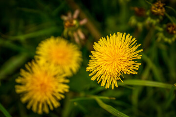 Yellow dandelion flowers on the spring meadow
