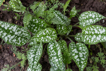 A beautiful bush of lungwort (lat.Pulmonaria officinalis) with bright green leaves with white spots.