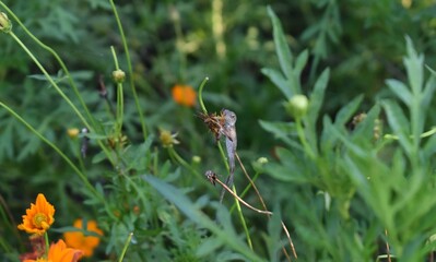 Chameleon on a plant