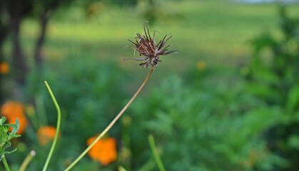 flower in the grass