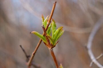 Young green leaves bloom on a tree branch in spring.