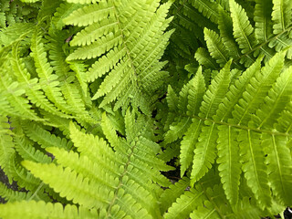 Close up of fern