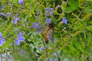 bee on a flower
