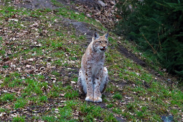 A lynx is sitting on the ground in the forest. Beautiful wild cat.