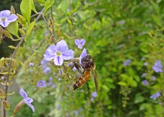 bee on a flower