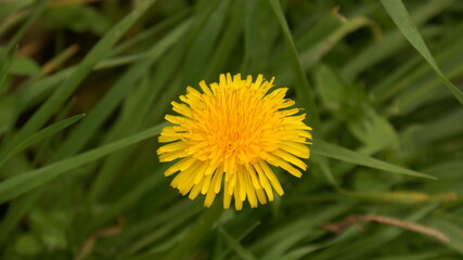 dandelion