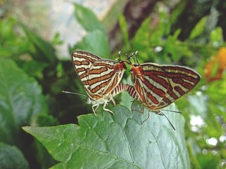 butterfly on a flower