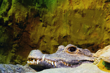 Close-up on the head of a crocodile with large teeth.