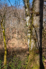 marais dans la forêt, bois de Chêne