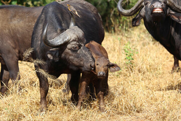 Obraz premium Kaffernbüffel und Gelbschnabel-Madenhacker / African buffalo and Yellow-billed oxpecker / Syncerus caffer et Buphagus africanus...