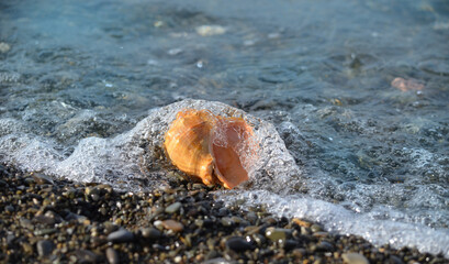 Sea shells closeup. Rapana empty shell. A beautiful shell on the pebbled seashore. Conch shells at the beach, selective focus. Coast background
