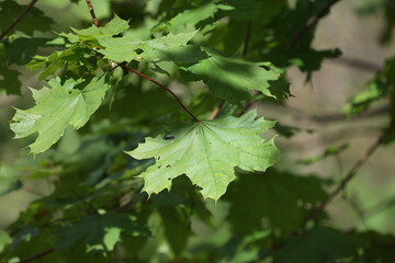 Green leaves in the forest illuminated by bright sunlight