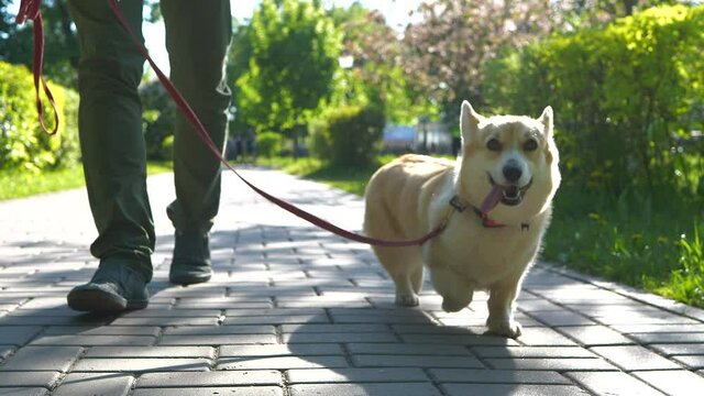Man is walking with a dog in city park. Obedient pet. Welsh corgi pembroke walks next to the owner. 