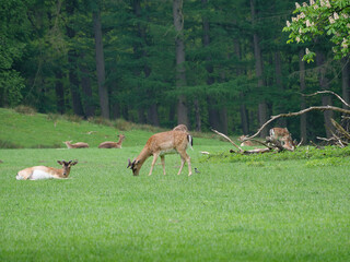 Wildpark und Natur im westlichen M&uuml;nsterland