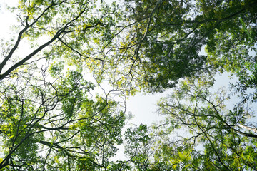 The tree tops in forest