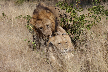 Afrikanischer Löwe / African lion / Panthera leo..