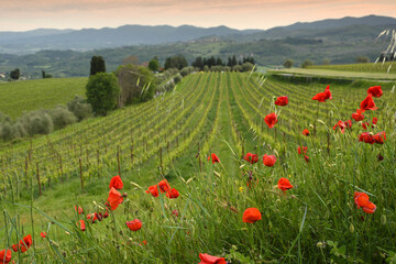 beautiful red poppies with young rows of vineyards at sunset in the Chianti region of Tuscany. Spring season, Italy.
