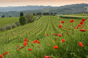 Obraz premium beautiful red poppies with young rows of vineyards at sunset in the Chianti region of Tuscany. Spring season, Italy.