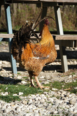 Flamboyant rooster with orange, black and brown feathers