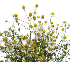 Chamomile flowers bouquet, herbal plant isolated on white background, with clipping path