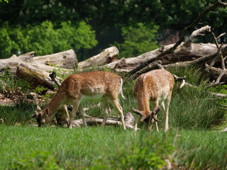 Wildpark und Natur im westlichen Münsterland