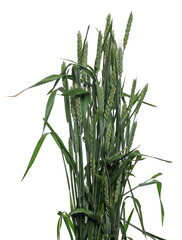 Green young ears of wheat, grain stalks isolated on white background, clipping path