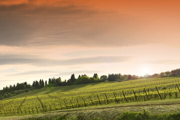Fototapeta premium young vineyards at sunset in Tuscany. Chianti region, Italy.