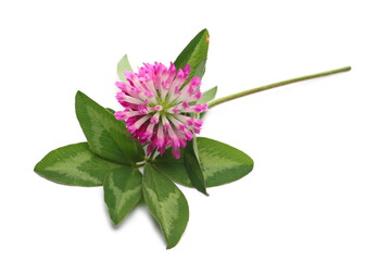 Clover, trefoil flower with leaves, herbal plant isolated on white background, clipping path
