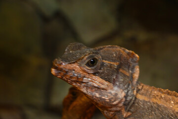 Close-up on a chameleon in the park.