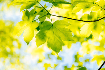 Green leaves of a maple on a branch, blue sky in the background