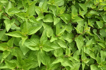 beautiful green leaves of nettle in spring