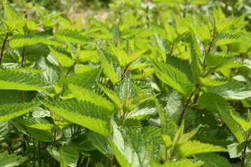 beautiful green leaves of nettle in spring