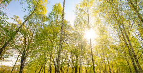 Morning fog in the light summer forest.