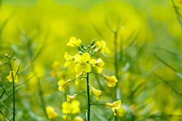 Rapeseed blossoms in a field in spring