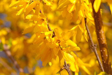 Bright yellow blooming forsythia in spring in the garden.
