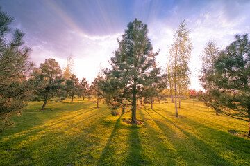 Fototapeta premium Enchanted autumn thick dark beautiful forest. Natural background