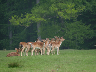 Wildpark und Natur im westlichen Münsterland