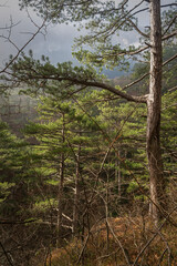 Tall pine trees are a green background of slender tree trunks. A cloudy autumn day in the forest. Light mysterious fog. Vertical composition, bottom view. Dense forest in the Crimean reserve of Yalta.