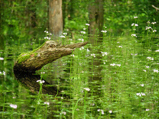 Wildpark und Natur im westlichen Münsterland