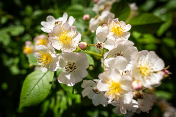 Delicate and small flowers and buds of Silky Rose, botanical name is Rosa sericea.