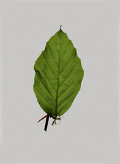Beech Leaf Detail