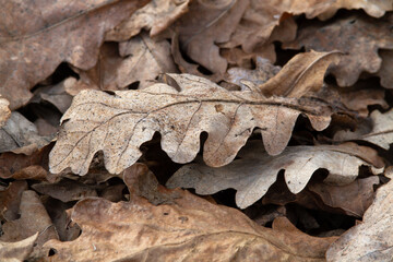 fallen oak leaves
