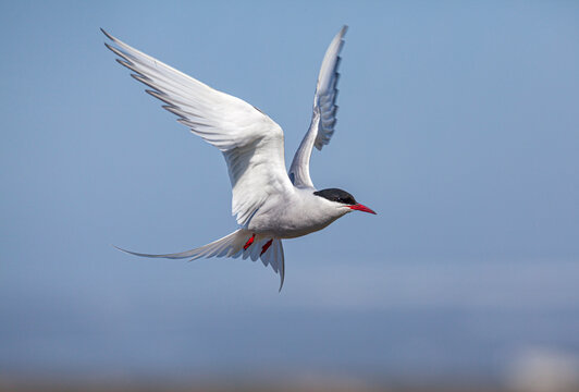 Arctic Tern (Sterna paradisaea) in flight 