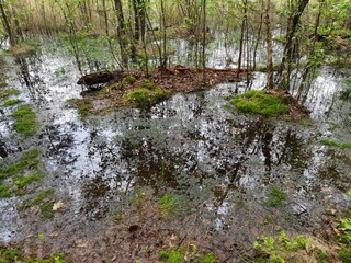 Landscape of a peatland, swamp, green mosses, close up.
